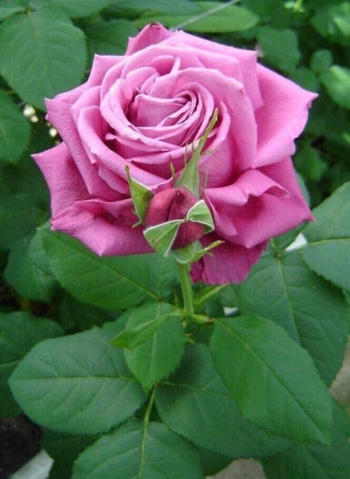 yellowrose543:Pink rose Flickr.com