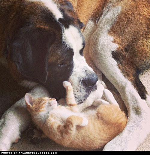 aplacetolovedogs:  Sweet Saint Bernard Bootles loves to snuggle with his foster kitties ♥ @tanyajh For more cute dogs and puppies