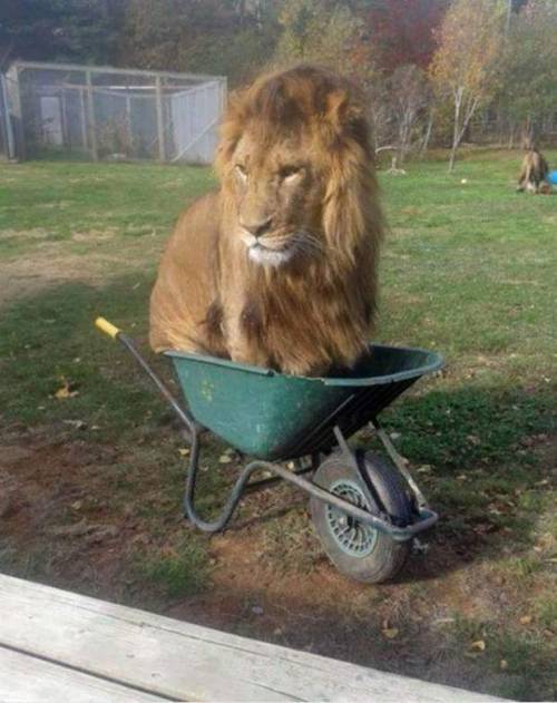 thescratchpostofdestiny:The ScratchPost of Destiny &ldquo;If it fits, I sits.&rdquo; -a prov