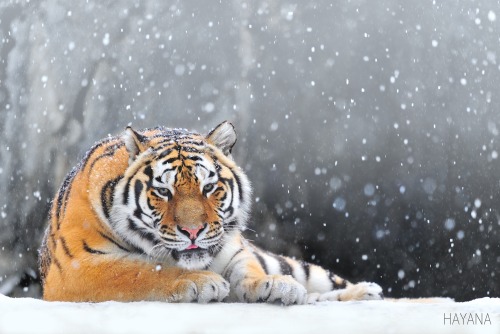 everythingtigers:  follow for more tigers 🐯