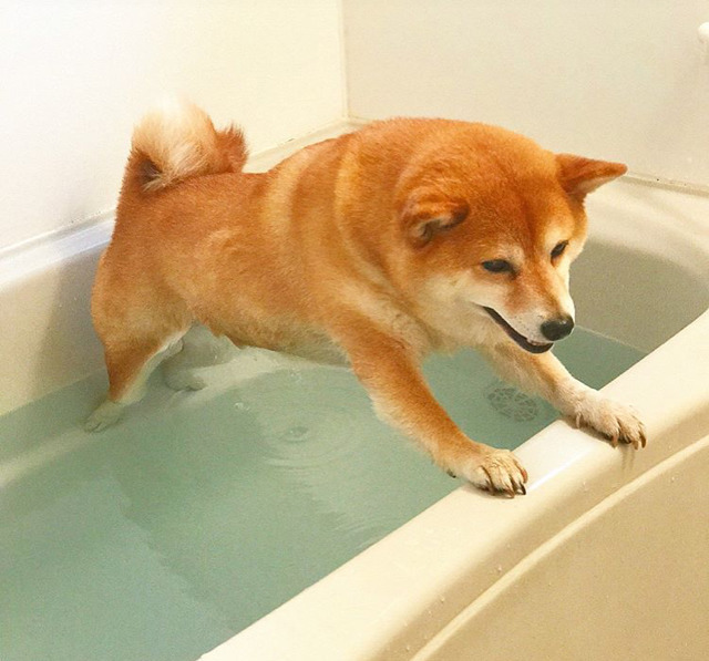 woof?