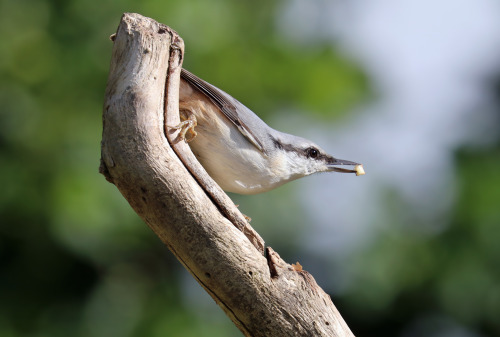 Eurasian nuthatch/nötväcka.