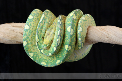 morelia-viridis: Cheshire’s color change, 2008 through 2011. She’s still changing a litt