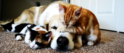the-personal-quotes:  feeling sad? look at this baby animal blog!