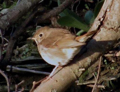 geopsych: Hermit thrush! Usually I see them at the beginning of April and I’d kind of given up but t