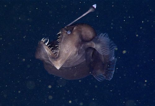 Black Seadevil Anglerfish This rare deep-sea anglerfish—known as a black sea devil—was c