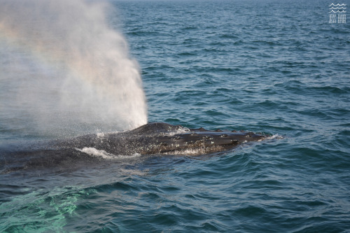 A few more photos from our day with the Brier Island Whale Watching and Seabird Tour in the Bay of F