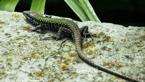 Just wrote a blog-post about my recent wall-lizard watching expedition to Shoreham. Click through fo