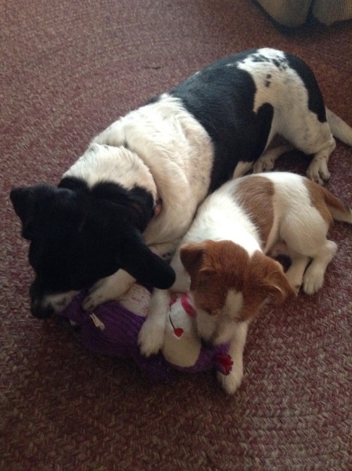 handsomedogs:  I couldn’t pick just one. I love my dogs so much. Their names are Chief, Star, Dusti, CJ, Daisy, Arby, Babs, Chumlee, and my baby on the bottom is Sharky. They are the loves of my life.  Awwweee