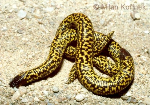 wapiti3: The checkerboard worm lizard, Trogonophis wiegmanni,  is a species of reptile in theTrogo