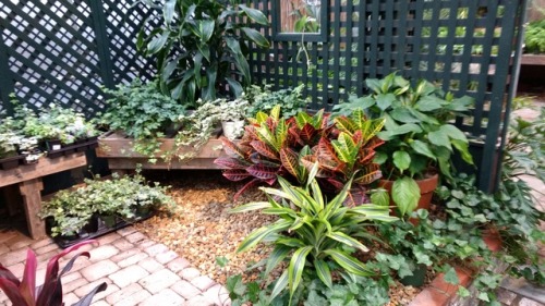 6/29/17: Codiaeum variegatum or Garden Croton; a flowering plant species native to “Indon