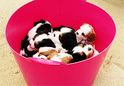 theartofderp:bin full of puppiesbin full of puppiesBIN FULL OF PUPPIES