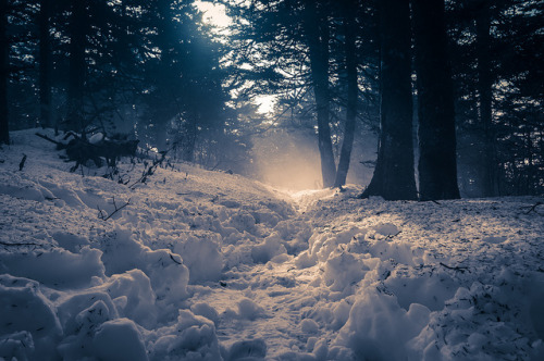 brutalgeneration:  Snowy Appalachian Trail (by Nathan Firebaugh)