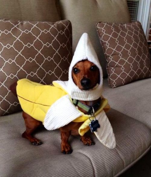 cute-n-adorable - Animals in banana costume for @thedancingzer0 