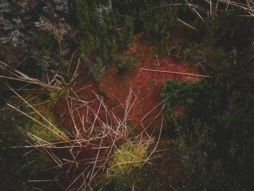 Winter woodland tones on the Isle of Eigg, Scotland