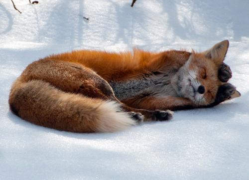 walkingfoxiest:            a post where I explain with images how foxes are the best