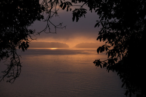 foggy sunsetgabriola island, bc