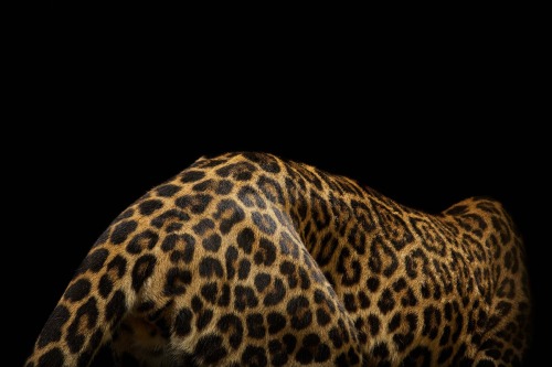 youneedone2: Big Cats by Vincent J Musi