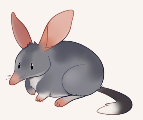 Bilby!Time lapse