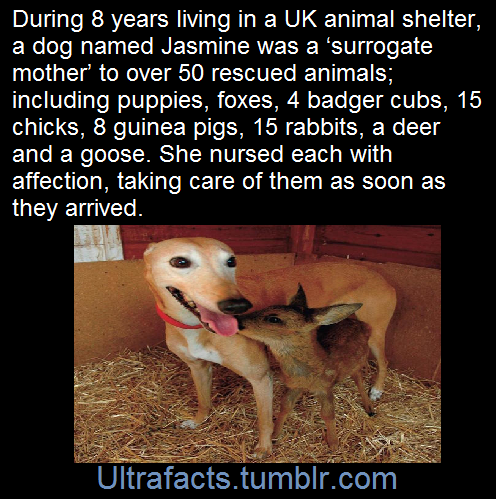 ultrafacts:    (Fact Source) for more facts, follow Ultrafacts   