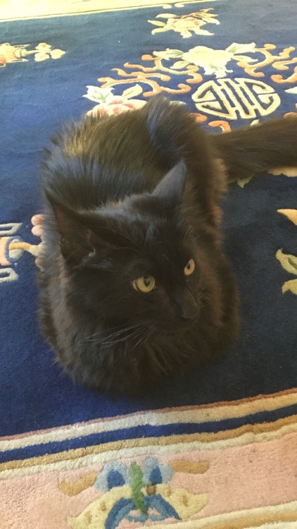 bruceedickinson:loaf