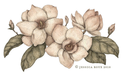 Three floral illustrations for Intercom! Each saucer magnolia grows larger to explore the theme of “