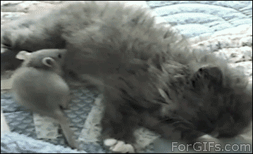 icatmeme:  Nothing wrong here…