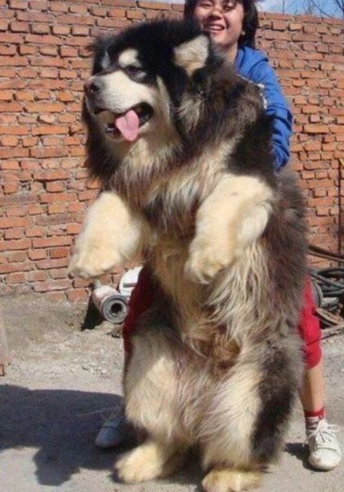 Is this meant to be a dog?