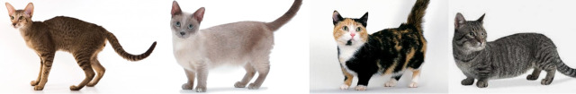 Munchkin Cats - A Comprehensive Look At Their Genetics, Traits, And Ethical  Debate - TheCatSite
