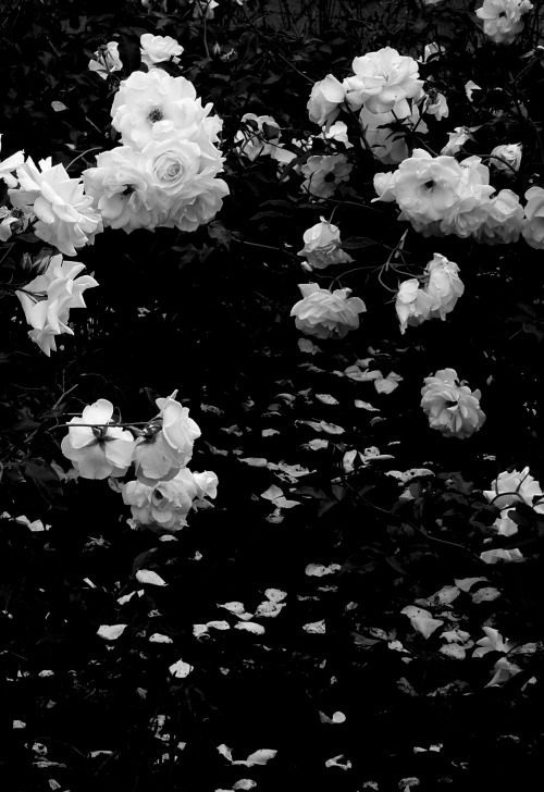 my-love-is-in-your-eyes.tumblr.com/post/118065420626/