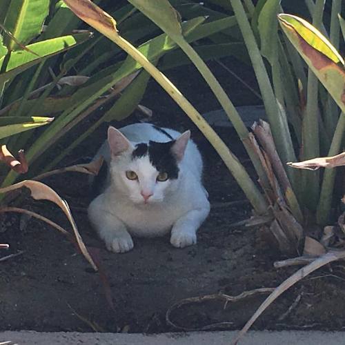 Uh-oh! There’s another one! #pool #catsagram #huntingtonbeach #california (at Huntington Beach