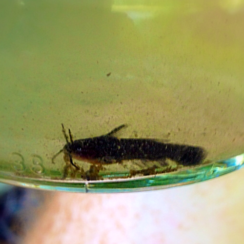 This is a catfish hatchling I found in a puddle near the Little Miami River a few months ago.
