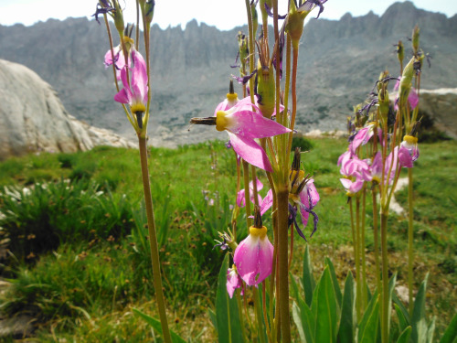 These grassy lanes are filled with flowers, like these patches of Alpine Shooting Star, Dodecatheon 