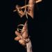 idieinmydaydream:Marika Leila