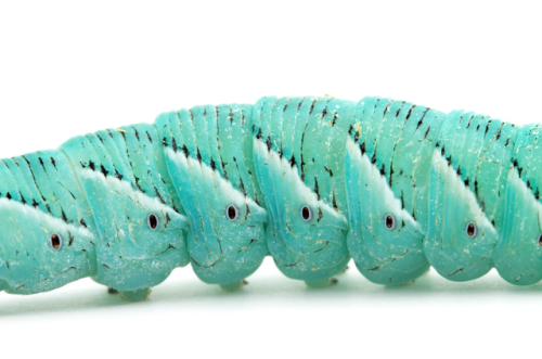 Caterpillar by Aaron Jones