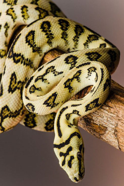 wolverxne:  Jaguar Coastal Carpet Python by Craig Leach