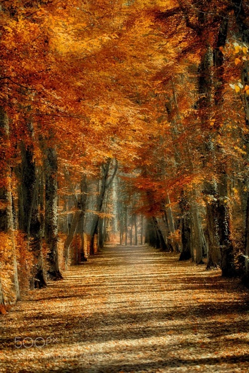 superbnature:  Simply Autumn by Fotoaguado