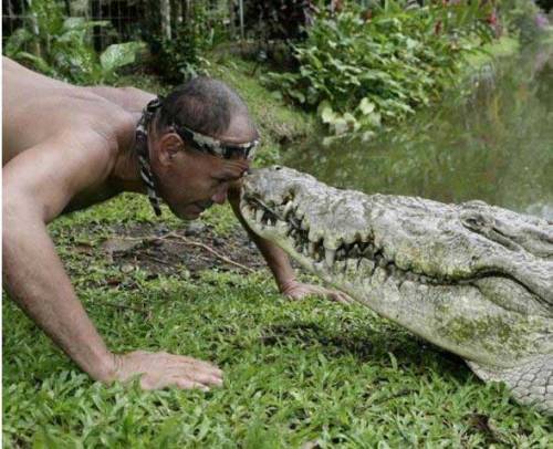 dudenaw:  WHAT  Pocho, the 5.2 meter (17 feet) long friendly crocodile! You’ve already met Gustave the killer croc, now it’s time to meet Pocho. Costa Rican fisherman Chito first met the croc after finding him with a gunshot wound on the banks of