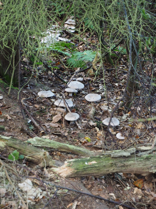 Mushroom path into the forest&hellip;.I had to crawl underneath a ruined, overgrown fence in the