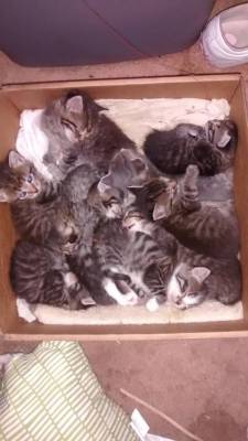 cat-overload:  My friends three cats decided it would be a good idea to birth their kittens in the same box.cat-overload.tumblr.com source: http://i.imgur.com/yxDsA8ch.jpg