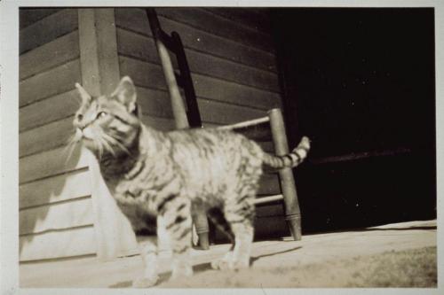 UnknownThree Portraits Of A Cat.n.d. (circa 1920-1930)non-projected Black And White Photographmounted2.5x3.5