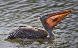 sixpenceee:  When the sun hits the pelican’s beak at the right angle, you can see inside of it.  