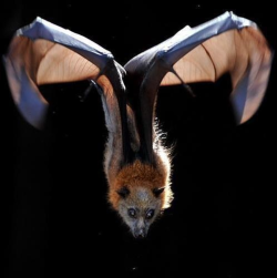 Bat in mid flight