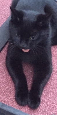 dailyblep:  First blep caught on cameradailyblep.tumblr.com