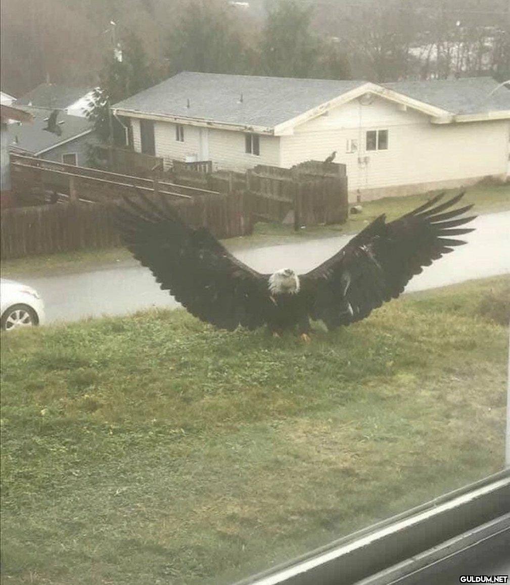 🦅 ABD'de görüntülenen bir...