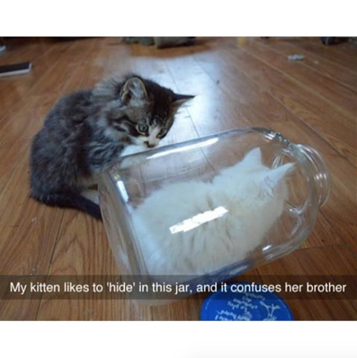 babyanimalgifs:Cat snaps