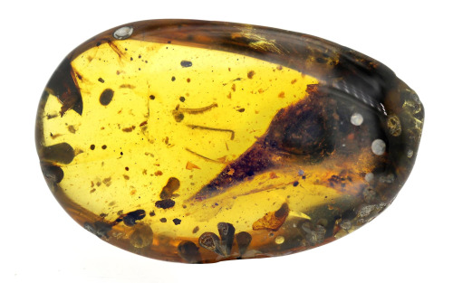 itscolossal: A Hummingbird-Sized Dinosaur Skull Found Preserved in 99-Million-Year-Old Amber