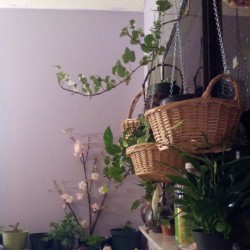 faerie-planet:  Bedside plants 