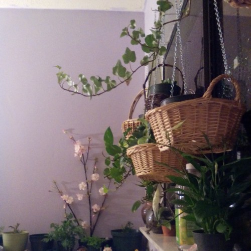 Porn Pics faerie-planet:  Bedside plants 