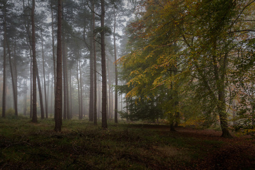 A misty morning on the chase by Aidan Mincher Facebook | Twitter